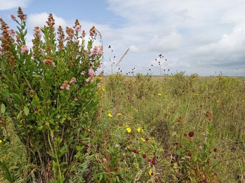 Растения луга разнотравье