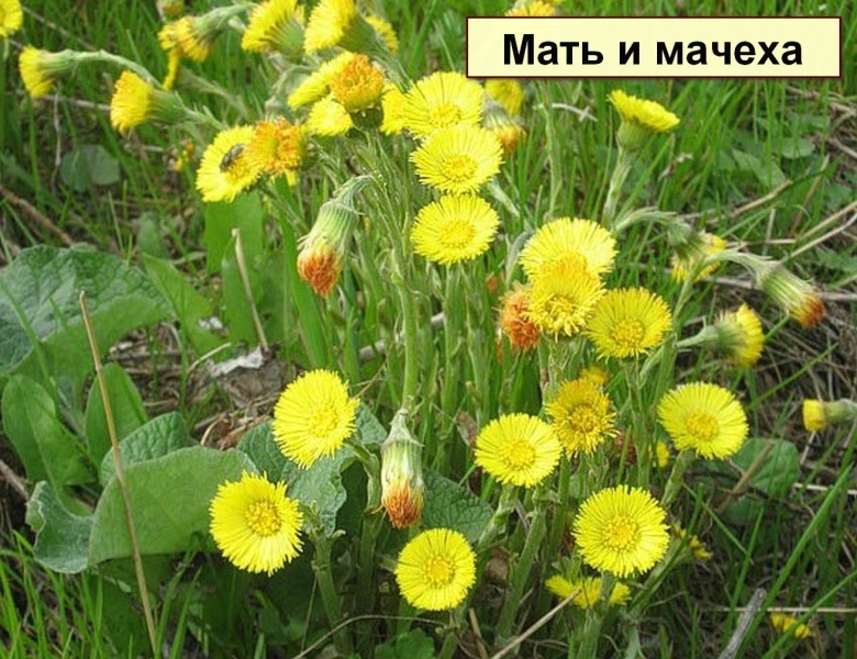 Мать и мачеха обыкновенная