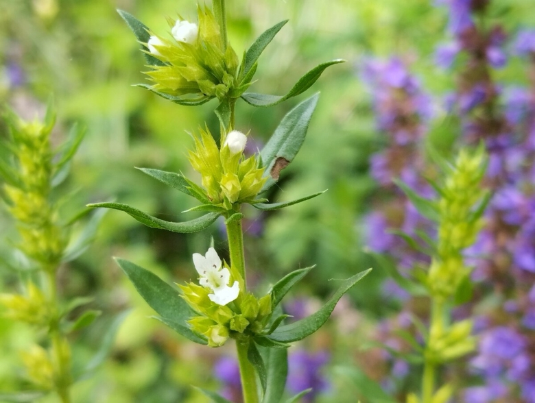 Солодка фенхель иссоп анис