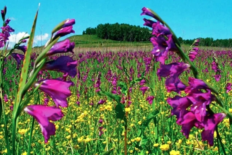 Гладиолусовый луг в Курской области