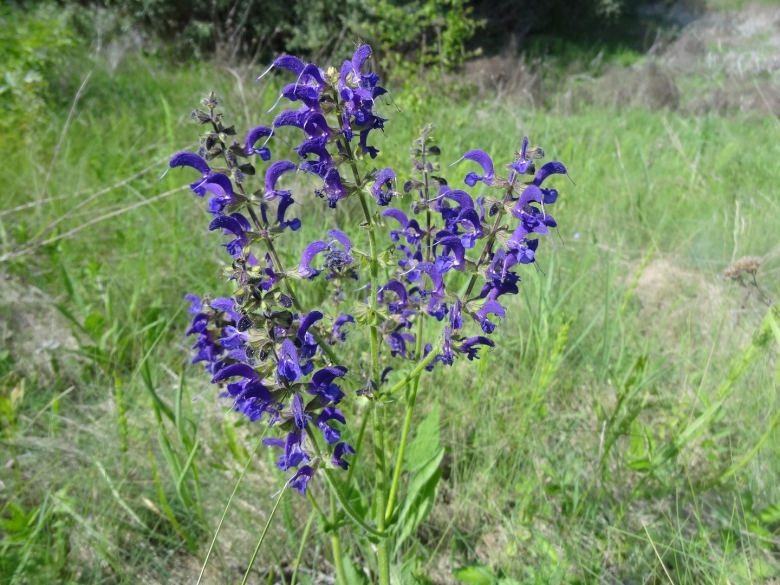 Шалфей дикий луговой