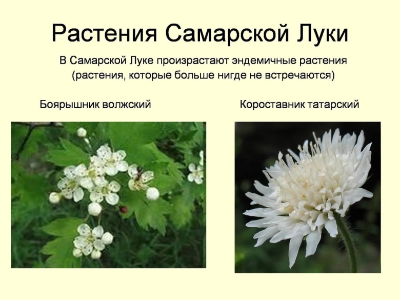 Растения Самарской Луки занесенные в красную