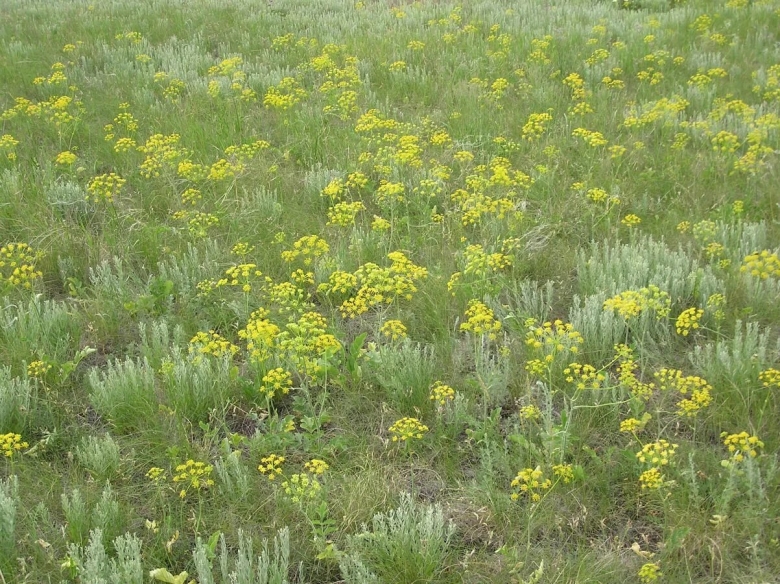 Лекарственные травы Саратовской области