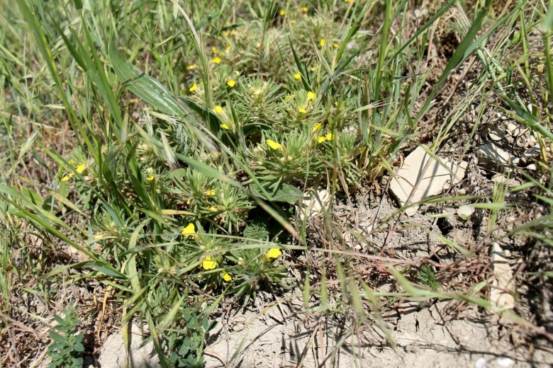 Живучка Хиосская корень