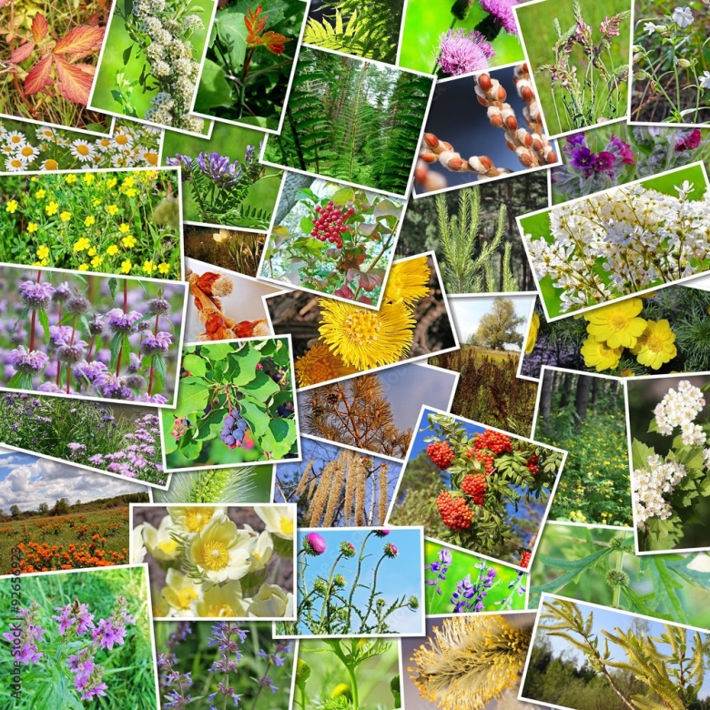 Лекарственные растения коллаж