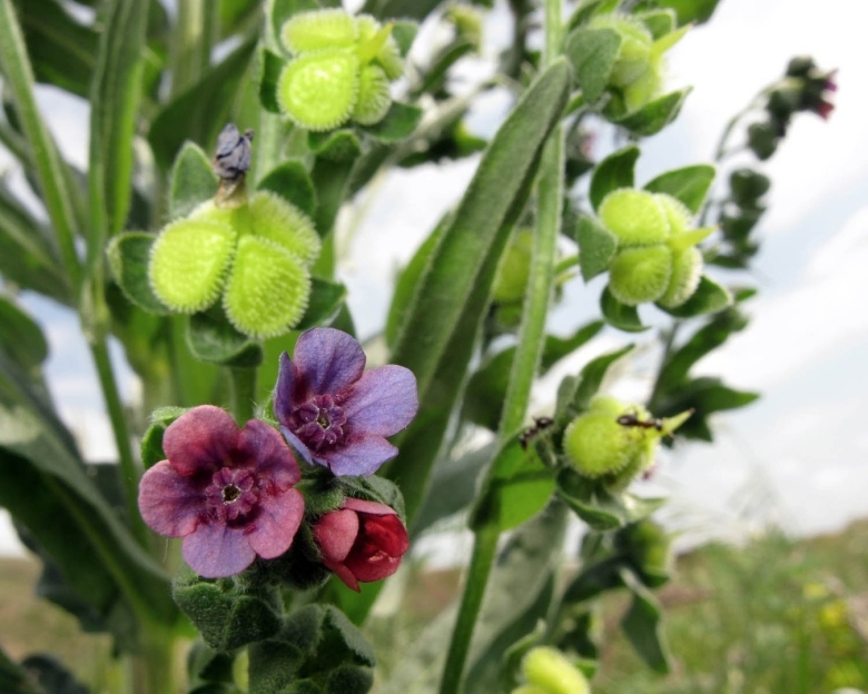 Чернокорень лекарственный