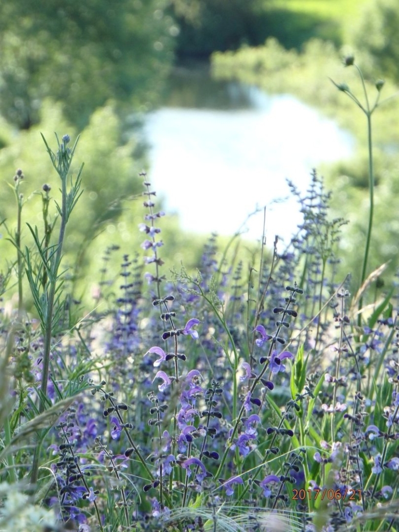 Шалфей в дикой природе