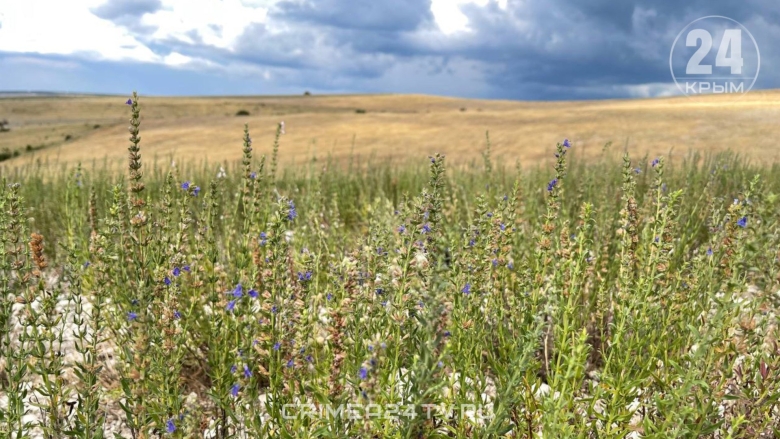 Иссоп лекарственный