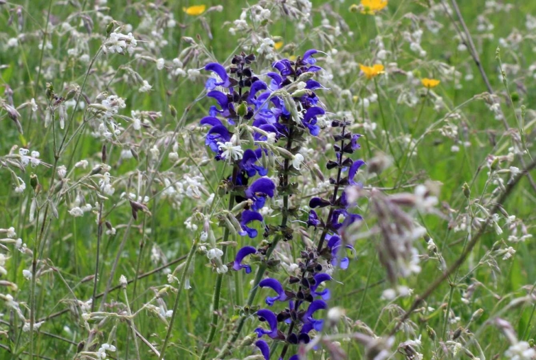 Шалфей дикий Луговой