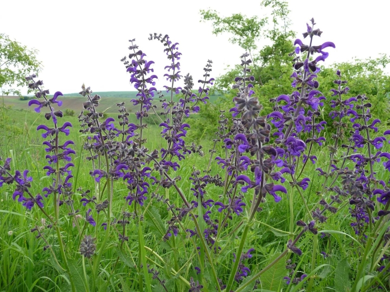 Шалфей полевой Луговой