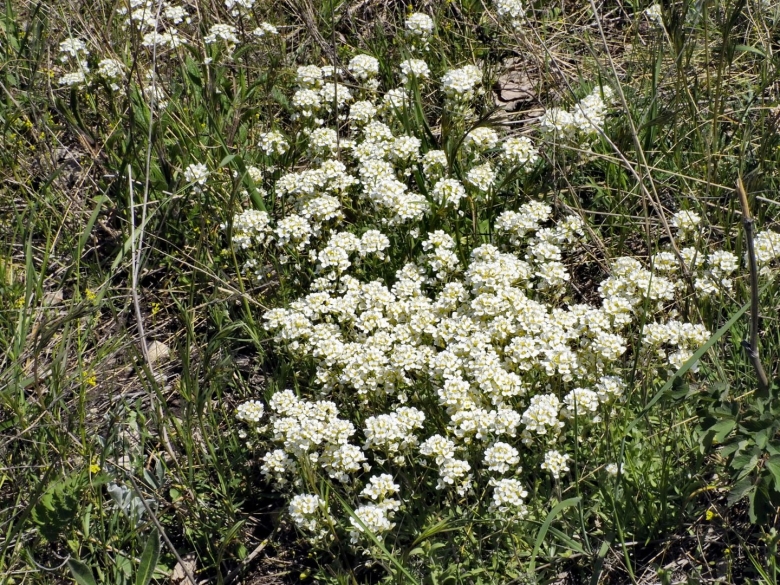 Лазурник трехлопастной