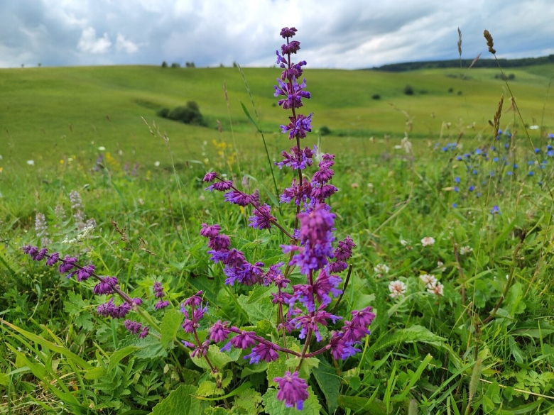 Шалфей мутовчатый