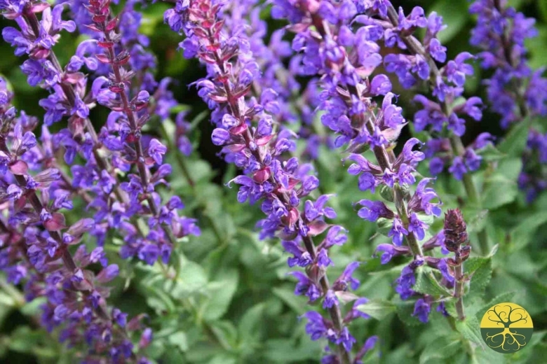 Шалфей дубравный merleau blue