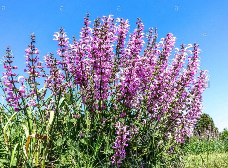 Шалфей луговой pink delight