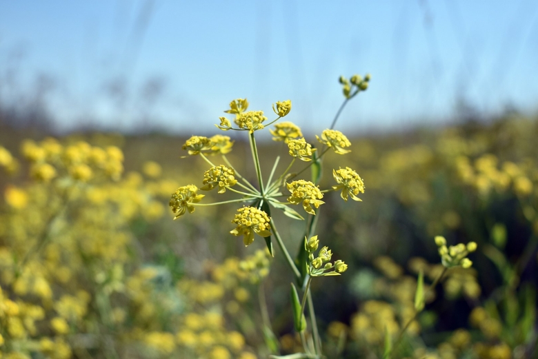 Володушка многожилковая
