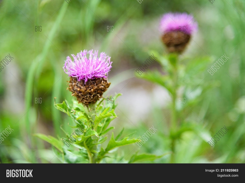 Левзея сафлоровидная маралий корень