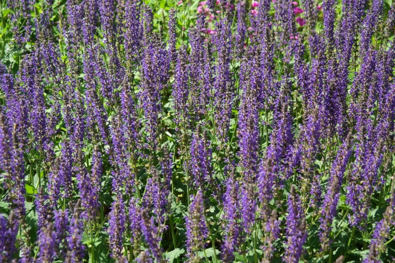 Шалфей дубравный salvia nemorosa