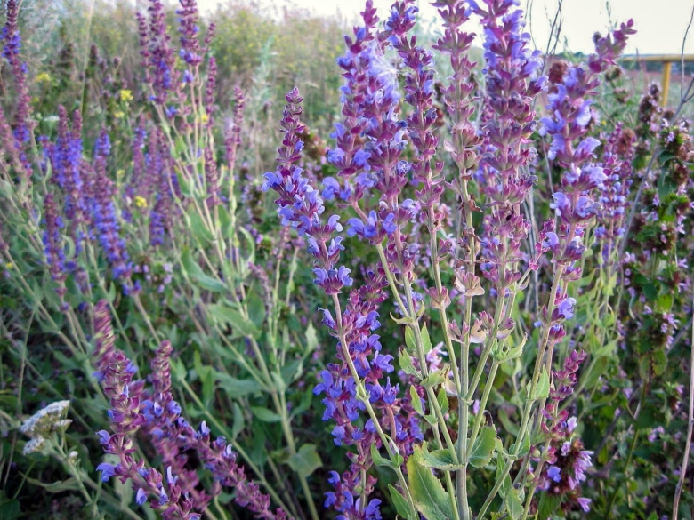 Шалфей лекарственный