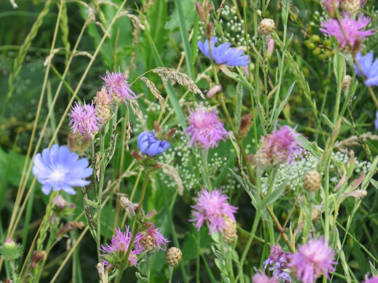 Балка Непрец Орловская