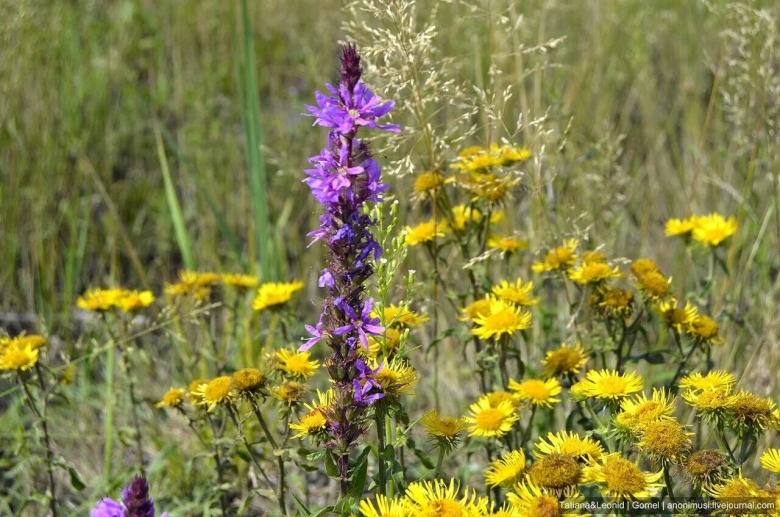 Полевые лекарственные растения