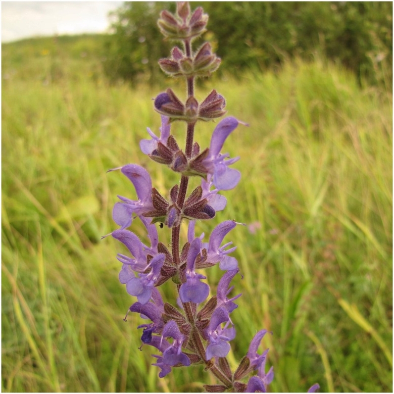 Шалфей дикий Луговой