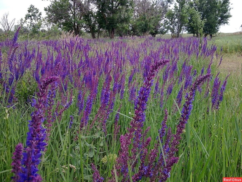 Крымский шалфей шалфей