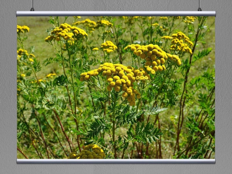 Пижма Дикая Рябинка