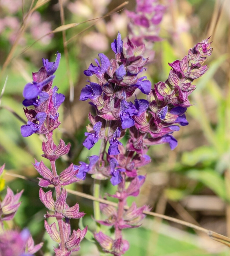 Шалфей лекарственный