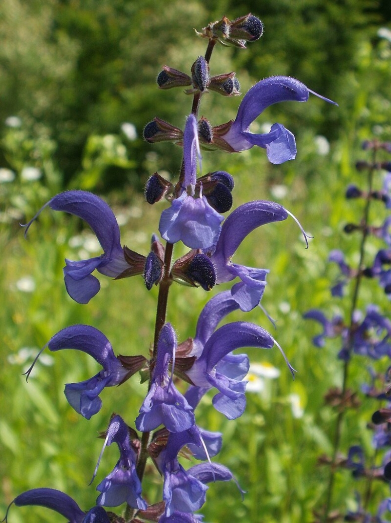 Salvia pratensis
