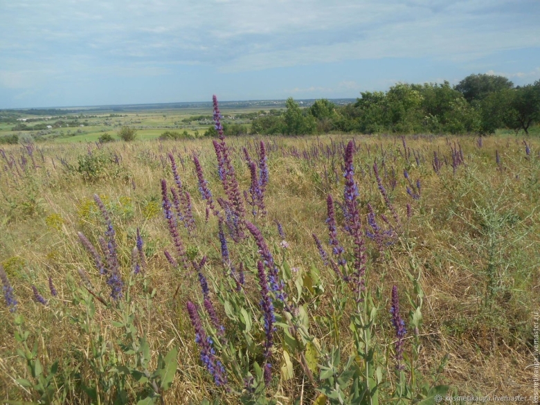 Шалфей дикий луговой