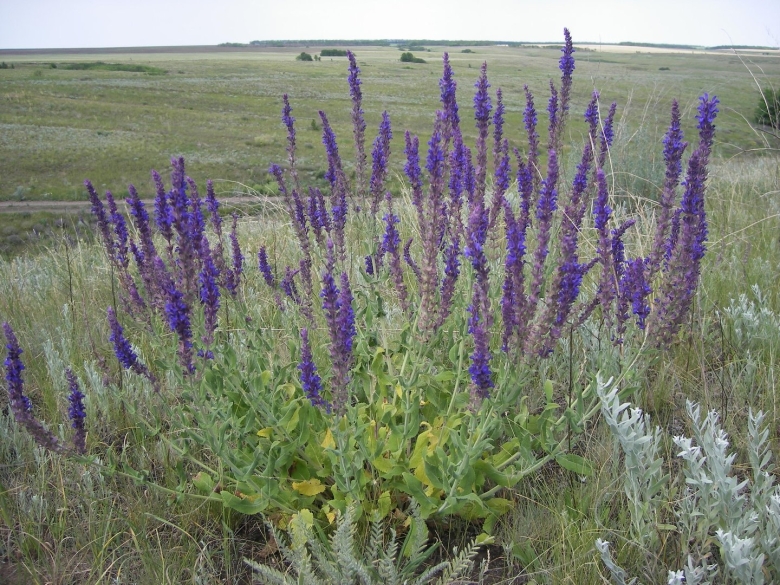 Оренбургский Степной шалфей