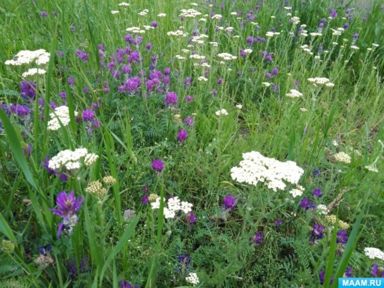 Лекарственные растения Ленинградской области