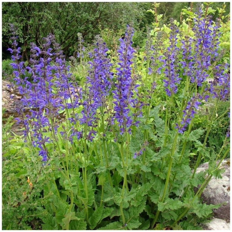 Шалфей полевой Луговой