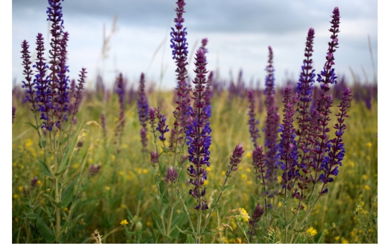 Луговой шалфей