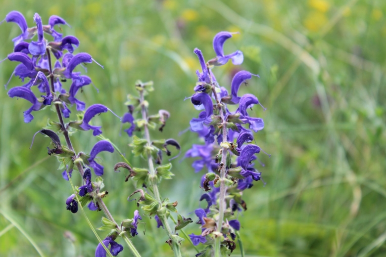 Шалфей прутьевидный