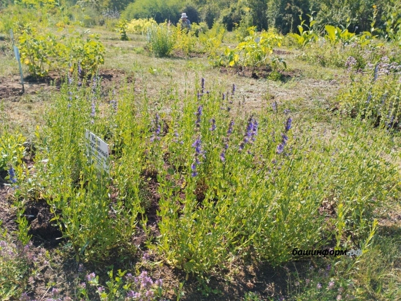 Лекарственные растения Туркменистана