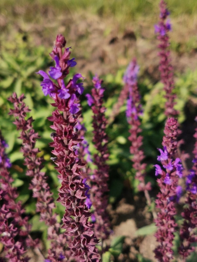 Сальвия дубравная (шалфей) остфризленд