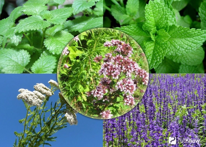 Травы мята Мелисса душица