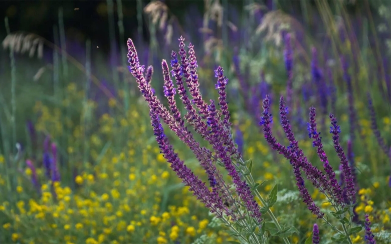 Соцветие шалфея Дубравного