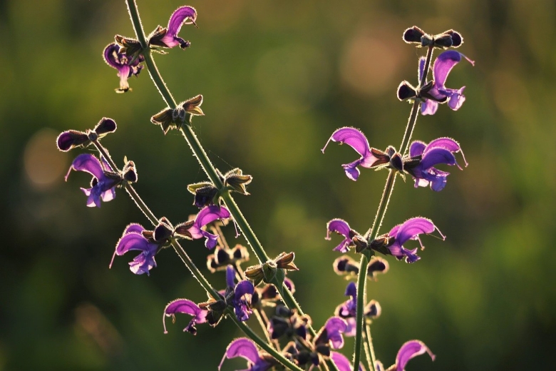 Salvia pratensis