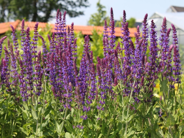 Шалфей дубравный остфризленд