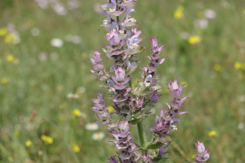 Шалфей мускатный вознесенский