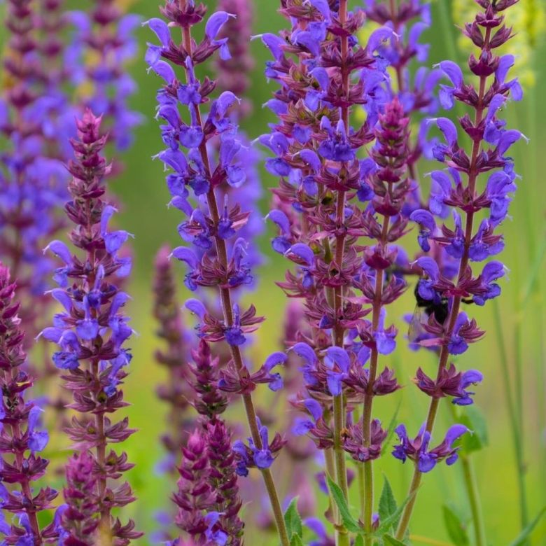 Шалфей дубравный майнахт