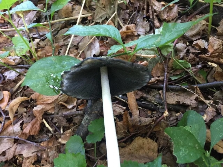 Гриб навозник дятловый