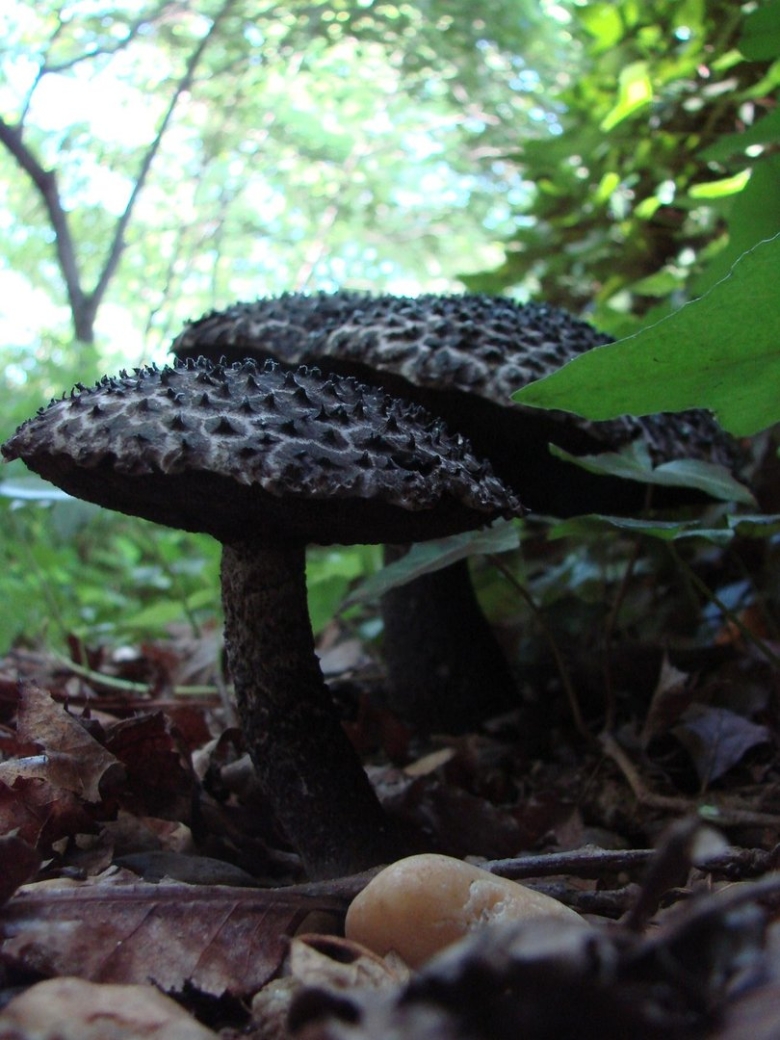 Шишкогриб хлопьеножковый