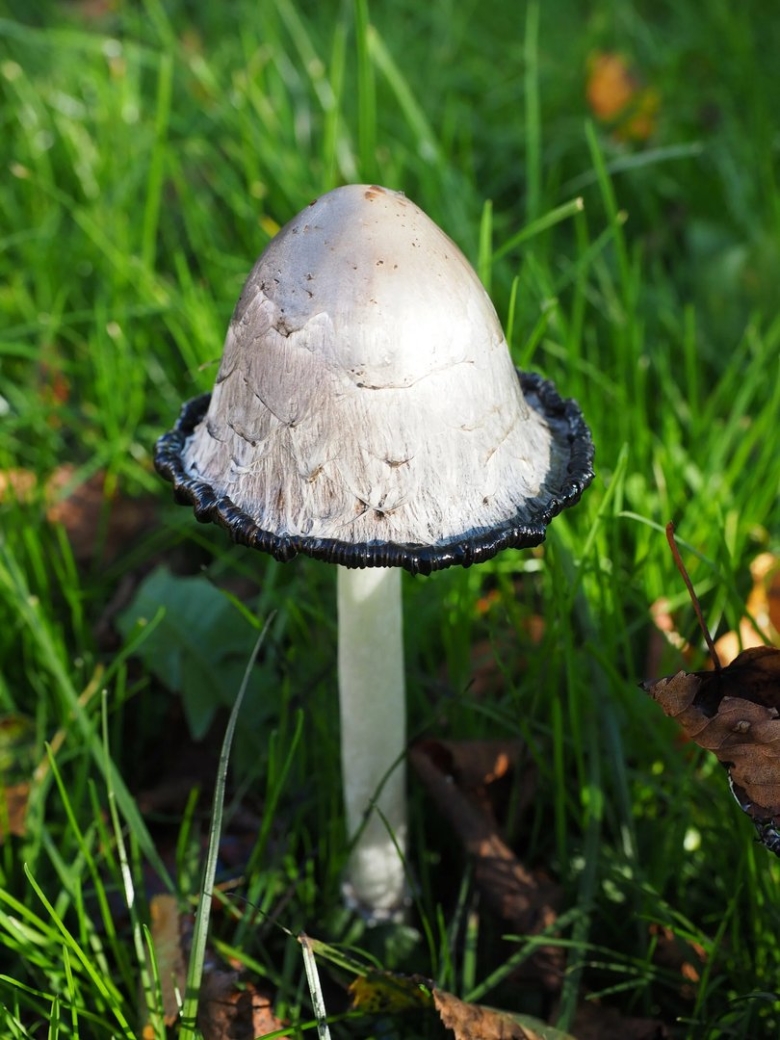 Навозник белый coprinus comatus