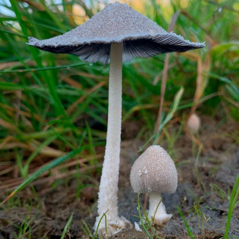 Навозник обыкновенный гриб