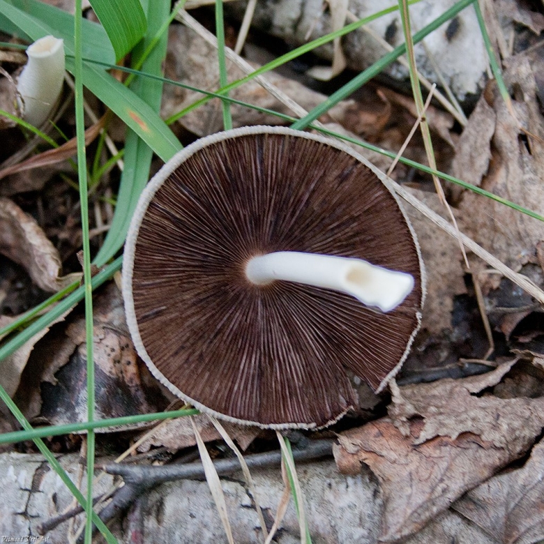 Навозник обыкновенный пластинчатый гриб