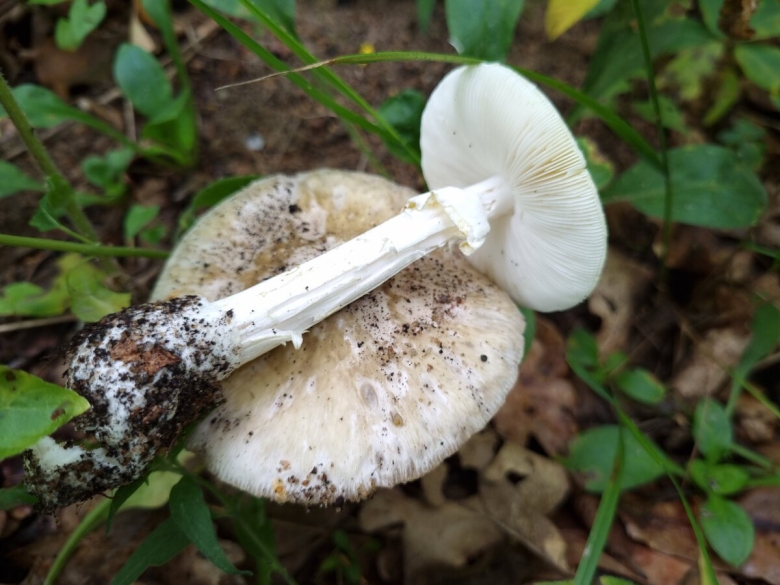 Бледная поганка гриб