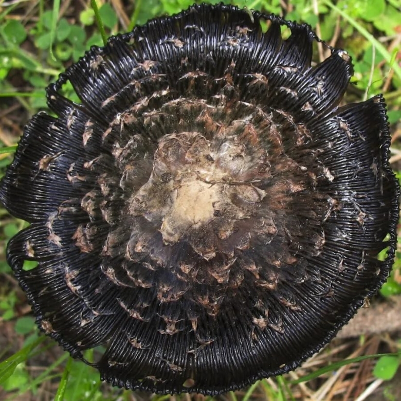 Черные грибы съедобные